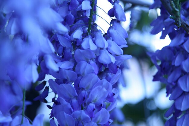 Foto close-up van paarse bloeiende planten