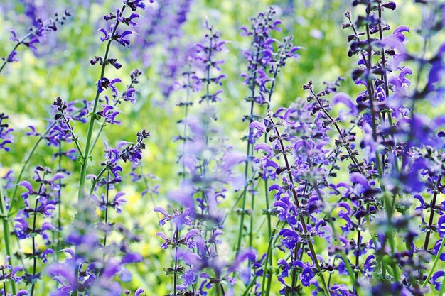 Foto close-up van paarse bloeiende planten