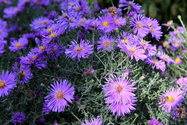 Close-up van paarse bloeiende planten
