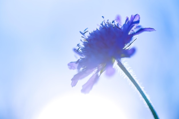Foto close-up van paarse bloemen die bloeien tegen de blauwe hemel