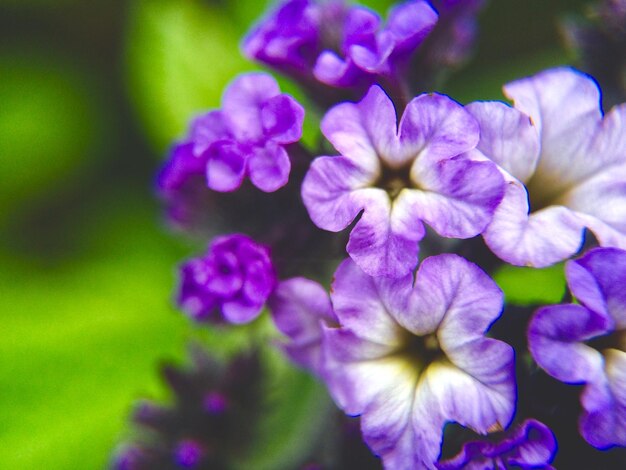 Foto close-up van paarse bloemen die buiten bloeien