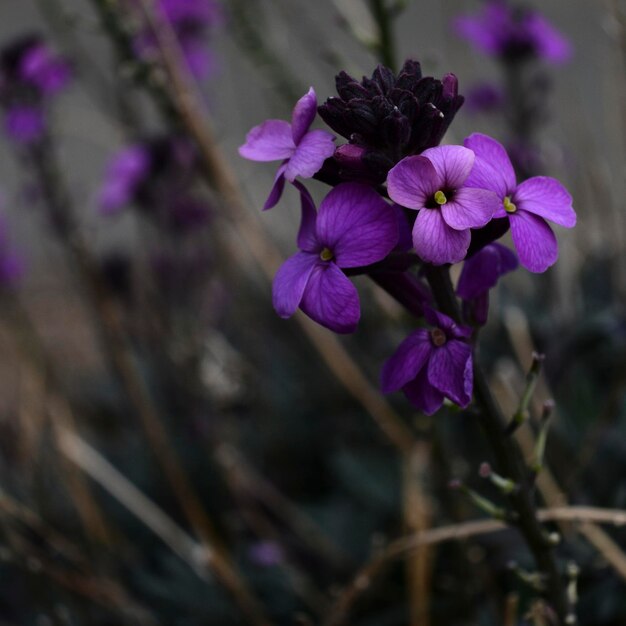 Foto close-up van paarse bloemen die buiten bloeien