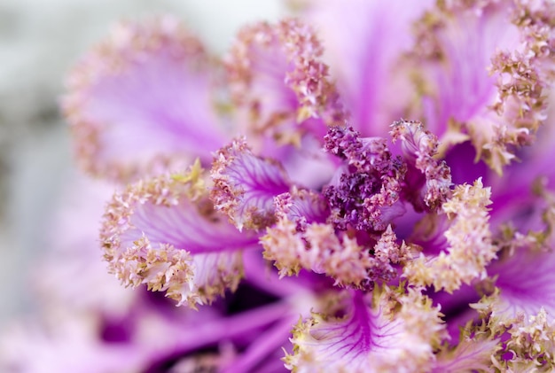 Close-up van paarse bloemen die buiten bloeien