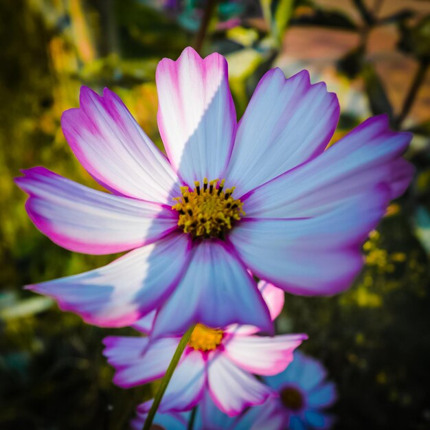 Foto close-up van paarse bloemen die buiten bloeien