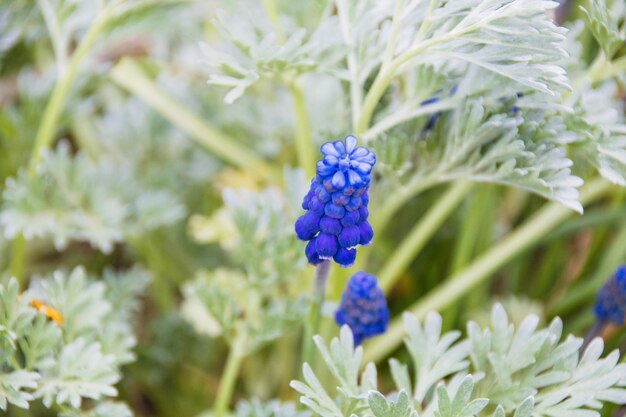 Foto close-up van paarse bloemen die buiten bloeien