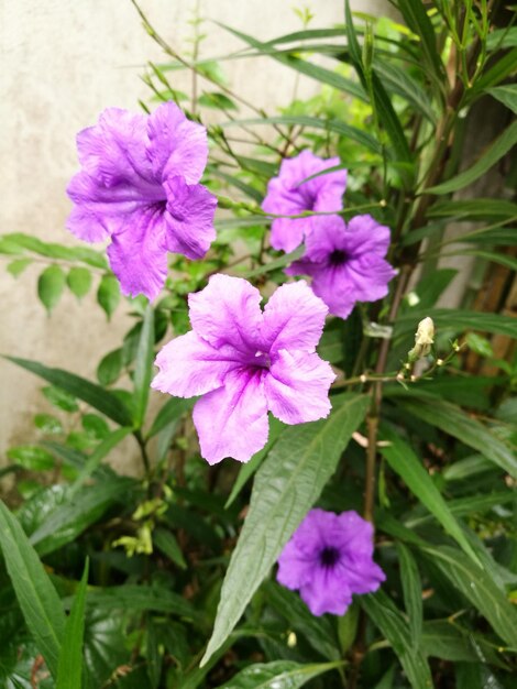 Foto close-up van paarse bloemen die buiten bloeien