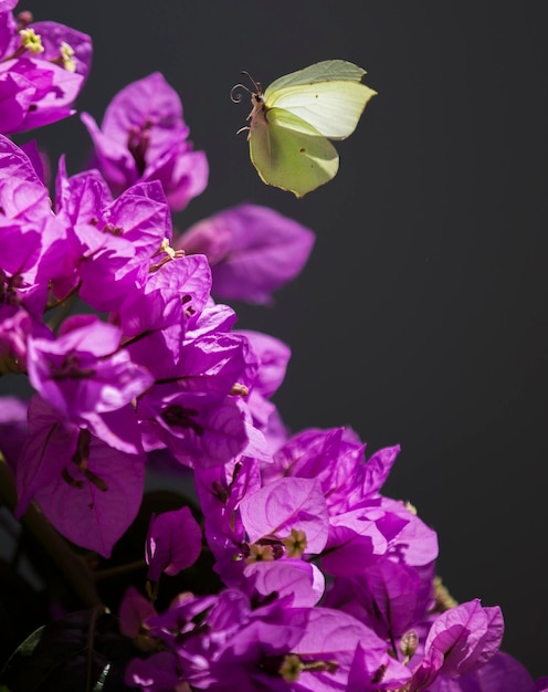 Close-up van paarse bloemen die buiten bloeien