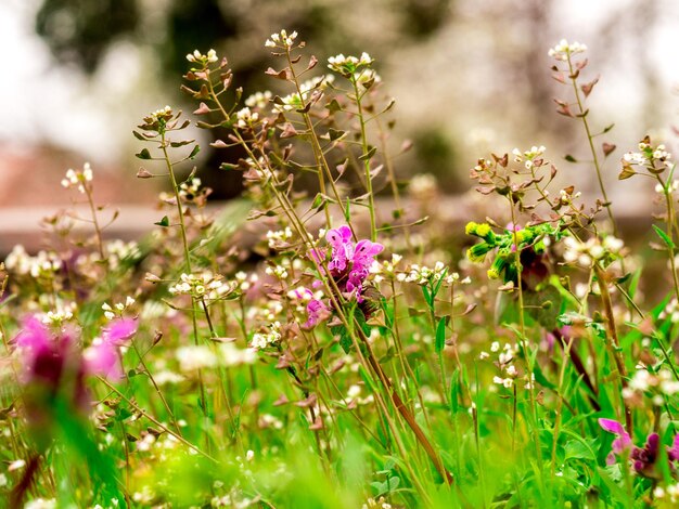 Foto close-up van paarse bloemen die in het veld bloeien