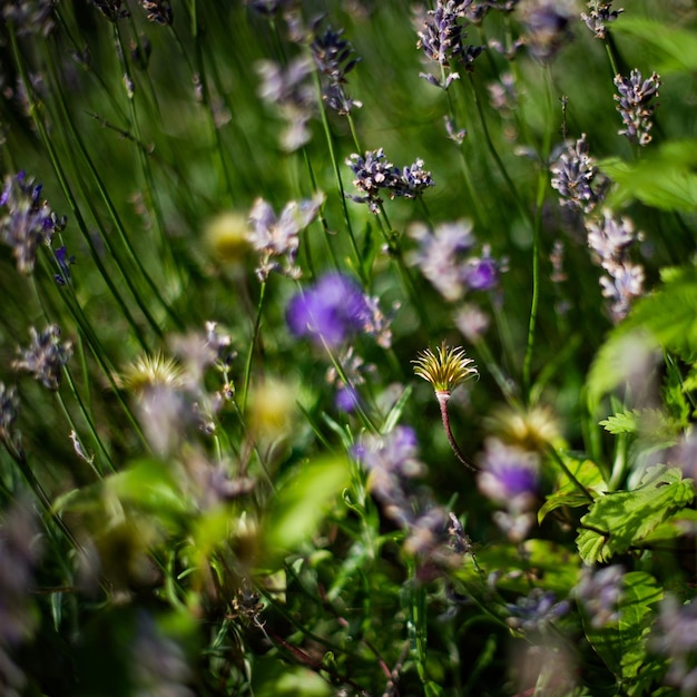 Close-up van paarse bloemen die in het veld bloeien