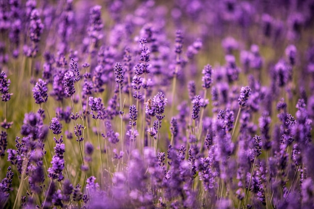 Foto close-up van paarse bloemen die op het veld groeien