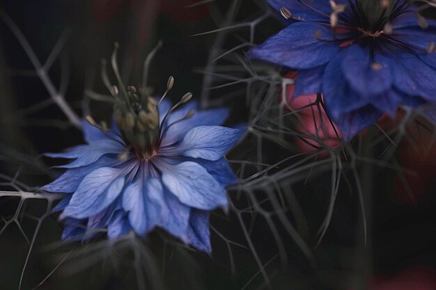 Foto close-up van paarse bloemen die's nachts bloeien