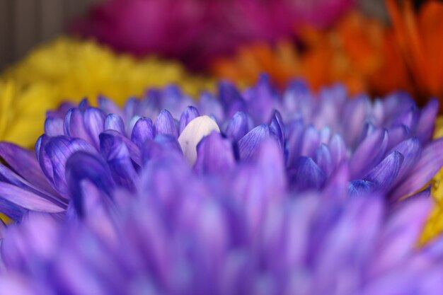 Foto close-up van paarse bloemen te koop