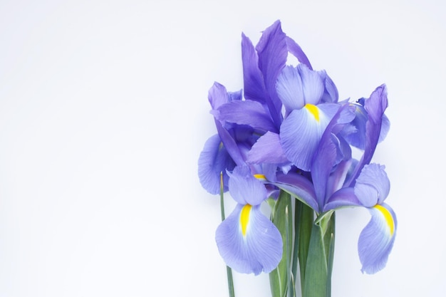 Close-up van paarse bloemen tegen een witte achtergrond