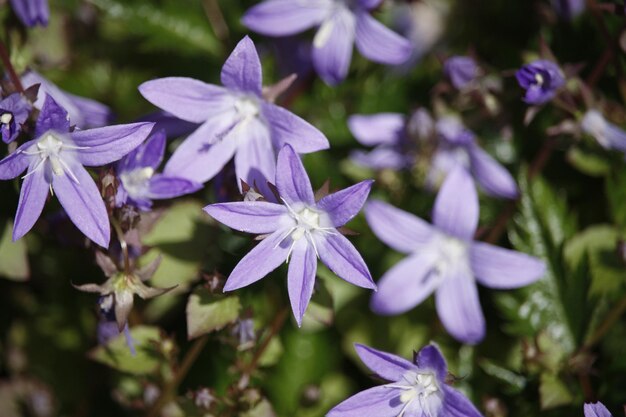 Foto close-up van paarse bloemen