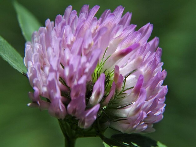 Close-up van paarse bloemen