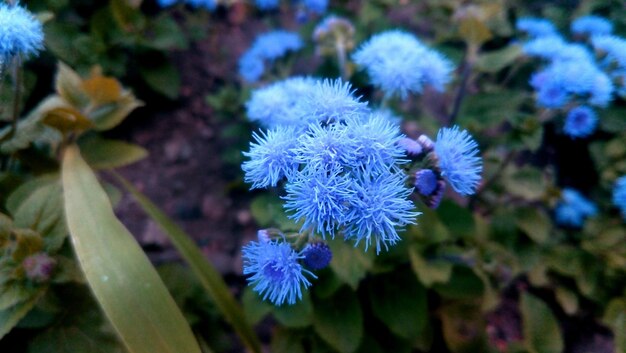 Foto close-up van paarse bloemen