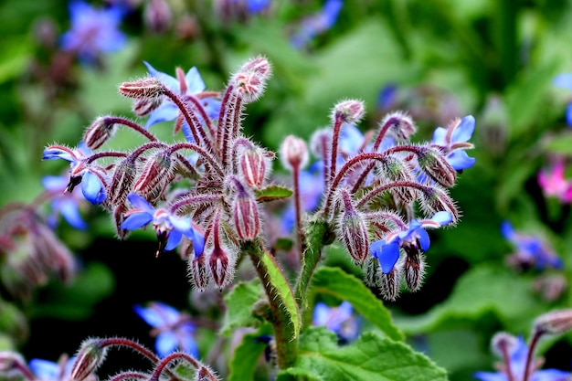 Foto close-up van paarse bloemen