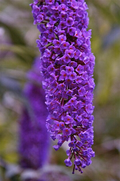 Foto close-up van paarse bloemen