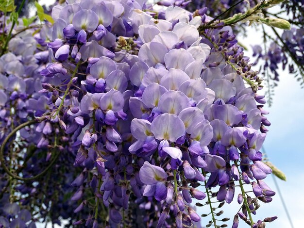 Close-up van paarse bloemen