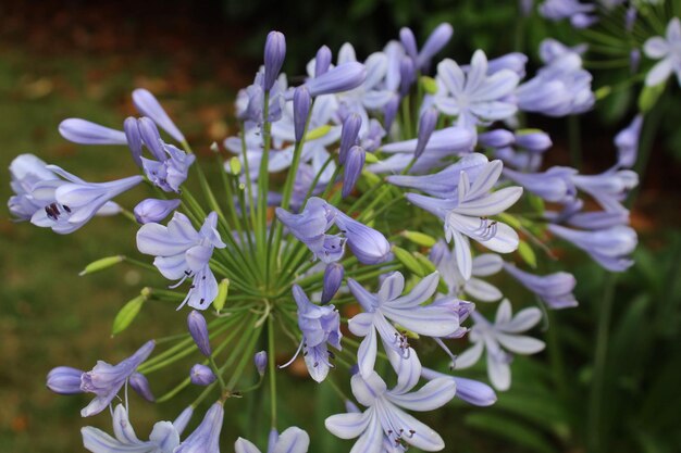 Foto close-up van paarse bloemen