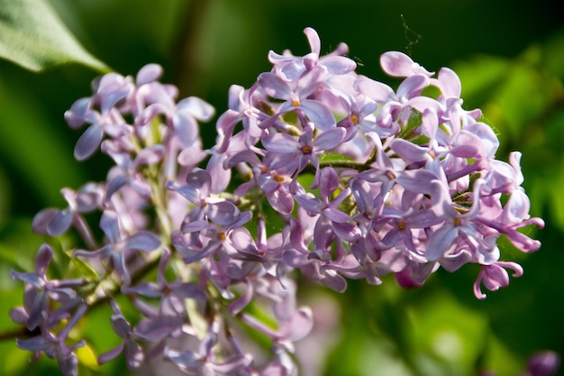 Close-up van paarse bloemen