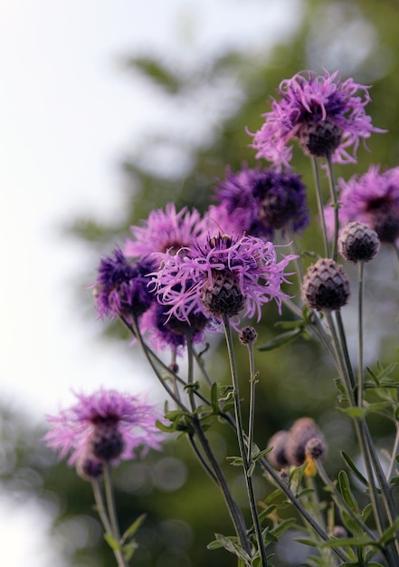 Close-up van paarse bloemen