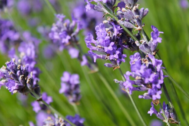 Foto close-up van paarse bloemen