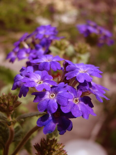 Foto close-up van paarse bloemen