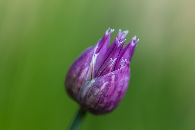 Foto close-up van paarse bloemen