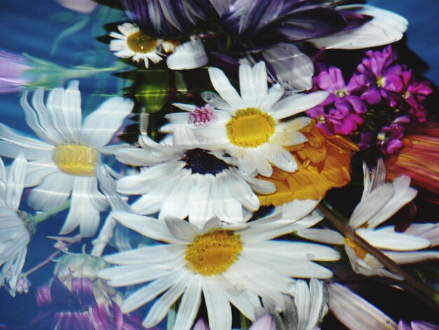 Foto close-up van paarse bloemen