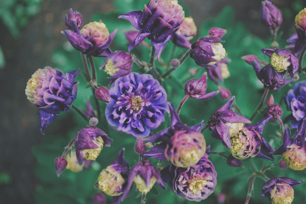 Close-up van paarse bloemen