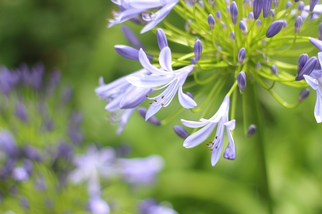Close-up van paarse bloemen
