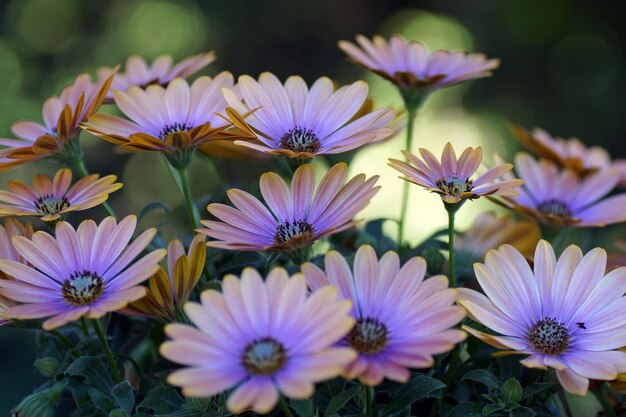 Foto close-up van paarse bloemen