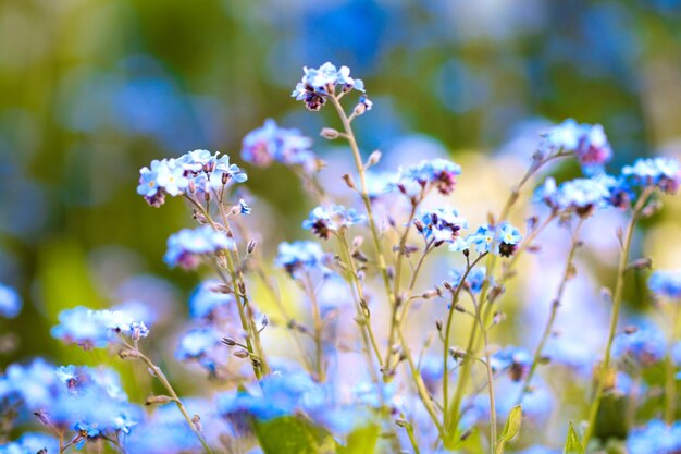 Foto close-up van paarse bloemen