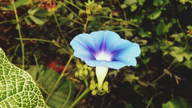 Foto close-up van paarse bloemen