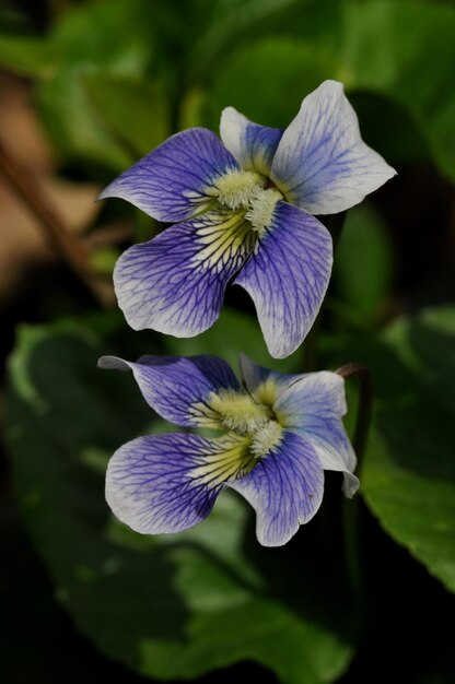 Foto close-up van paarse bloemen