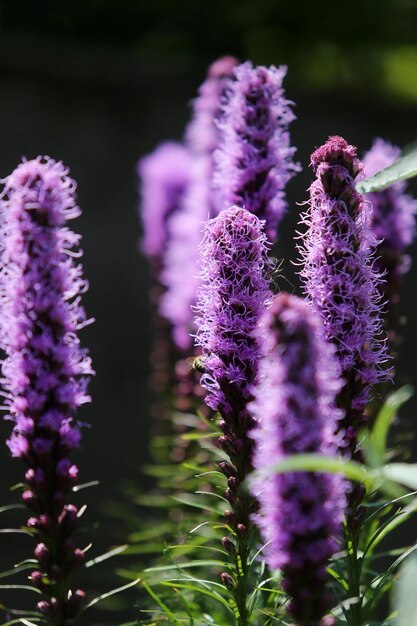 Foto close-up van paarse bloemen