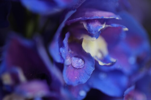 Foto close-up van paarse bloemen