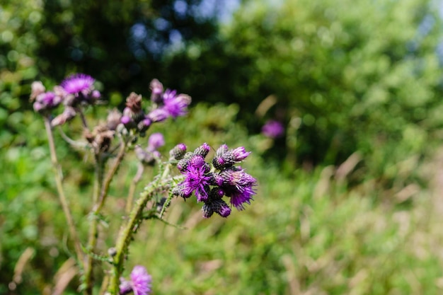 Close-up van paarse bloemen