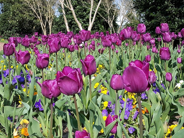 Close-up van paarse bloemen