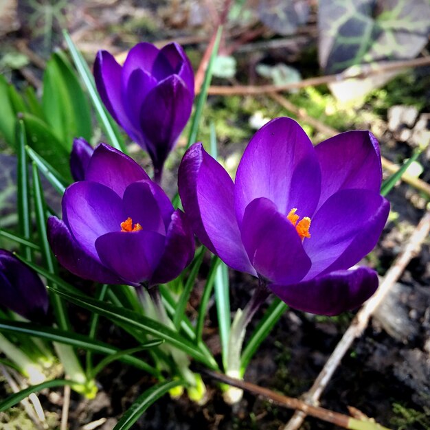 Foto close-up van paarse bloemen