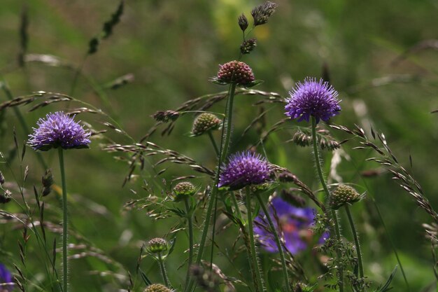 Foto close-up van paarse bloemen