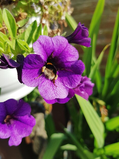 Foto close-up van paarse bloemen