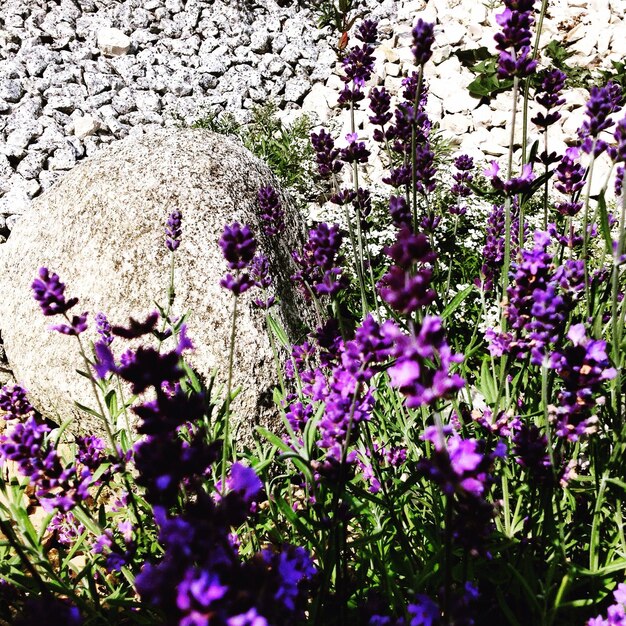 Foto close-up van paarse bloemen