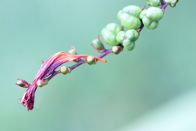 Foto close-up van paarse bloemknoppen