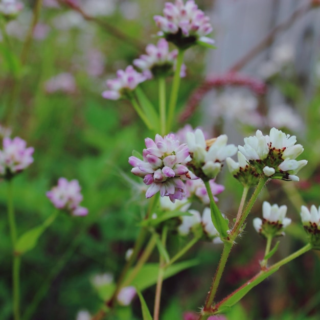 Close-up van paarse en witte bloemknoppen