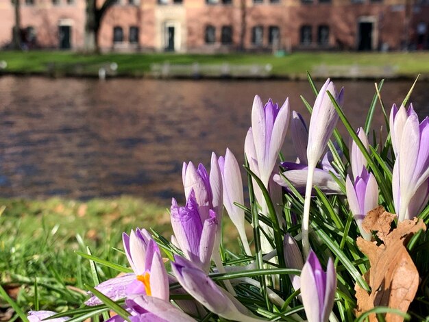 Foto close-up van paarse krokusbloemen in de vijver