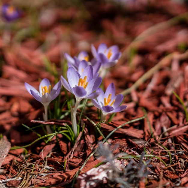 Foto close-up van paarse krokusbloemen op het veld