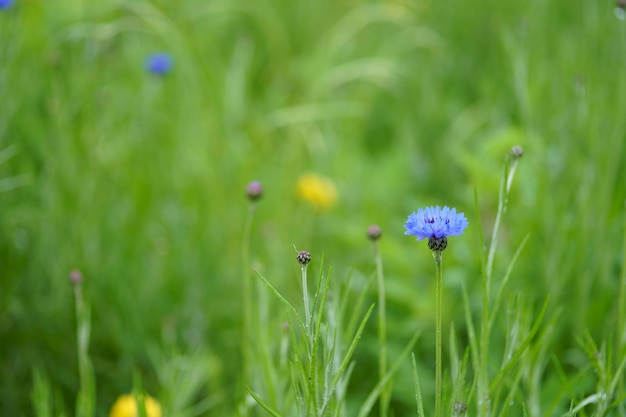 Close-up van paarse krokusbloemen op het veld