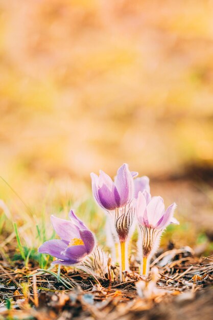 Foto close-up van paarse krokusbloemen op het veld